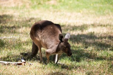 Kanguru Adası Kangurusu 'nun göbeğinin altında beyaz, kahverengi bir vücudu vardır. Ayrıca siyah ayakları ve pençeleri var.