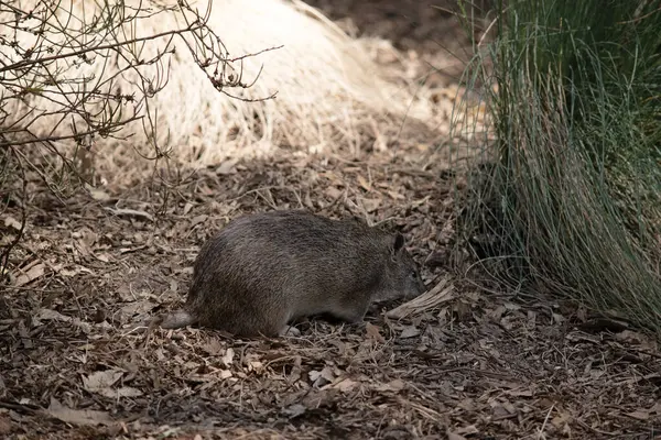 Bandicootlar sivri burunlu, sırtında kamburu, ince kuyruğu ve büyük arka ayakları olan keseli hayvanlardır.