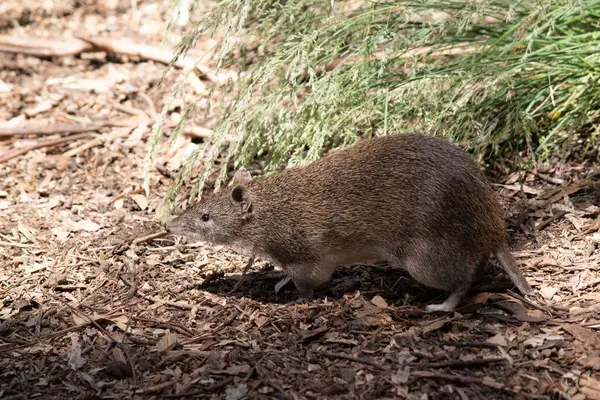 Bandicootlar yaklaşık bir fare boyutundadır ve sivri burunları, kamburları, ince kuyrukları ve büyük arka ayakları vardır.