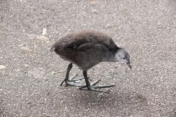 stock image the Eurasian coot chick is grey when it is little