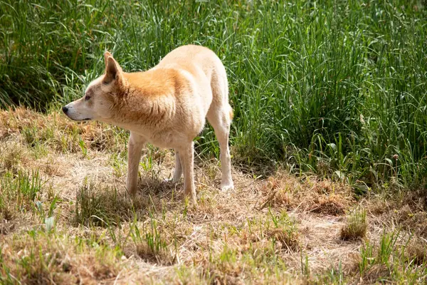 stock image Dingos have a long muzzle, erect ears and strong claws. They usually have a ginger coat and most have white markings on their feet, tail tip and chest.