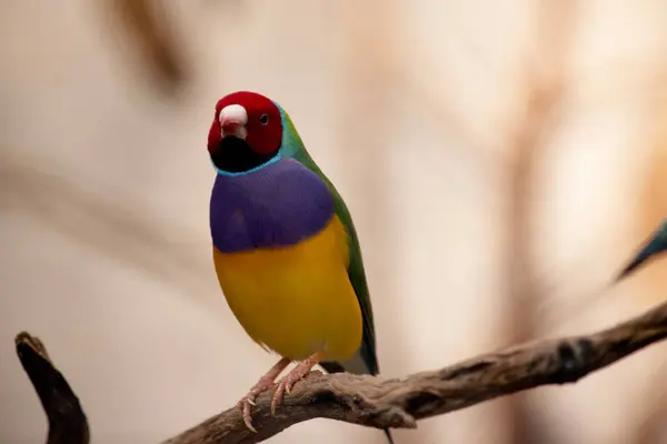 stock image The gouldian  finch is a small bird, with a bright green back, yellow belly and a purple breast.