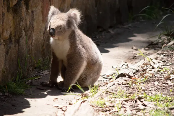 stock image the Koala has a large round head, big furry ears and big black nose. Their fur is usually grey-brown in color with white fur on the chest, inner arms, ears and bottom.