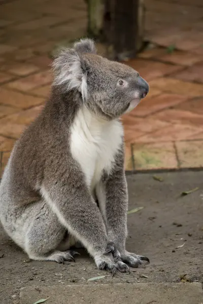 stock image The Koala has a large round head, big furry ears and big black nose. Their fur is usually grey-brown in color with white fur on the chest, inner arms, ears and bottom.