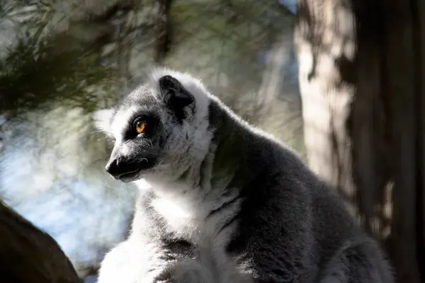 Stock image The Ring-tailed lemur backs is grey with grey limbs and dark grey heads and necks. They have long striped tails.