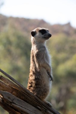 Mirketler gri ve kahverengi kürklü küçük memelilerdir. Gözlerini güneşten korumak için gözlerinin etrafında koyu lekeler var.