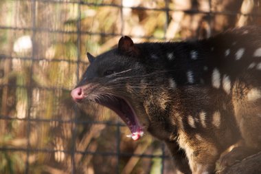 Benekli tüyler, kırmızı ile koyu kahverengi kürkü arasında zengin keseli hayvanlardır ve arkalarında kuyruk boyunca devam eden beyaz noktalarla kaplıdır..