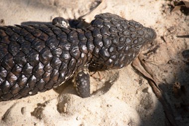 Shingleback 'in çok büyük bir kafası, çok kısa bir kuyruğu, kısa bacakları ve büyük kaba pulları vardır..