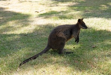 Bataklık valabisinin koyu kahverengi kürkü vardır ve genellikle göbeğinde, göğsünde ve kulaklarının dibinde paslı lekeler bulunur..