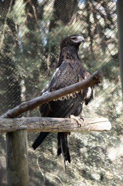 Kaz kuyruklu Kartal koyu kahverengi-siyah bir renktir. Takoz kuyruklu kartalın gagası soluk kremlidir..