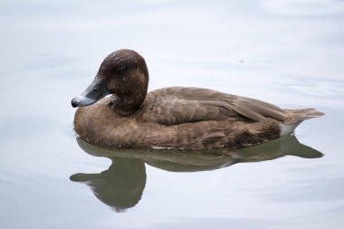 Avustralyalı beyaz gözlü ördekler, paslı böğürtlenli, kahverengi üniformalı, göbeğinde düzensiz beyaz bir leke ve beyaz bir alt kuyruk..