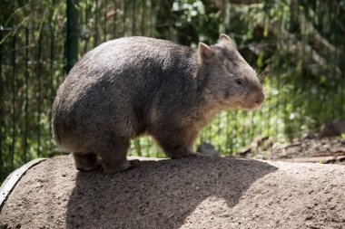 Yaygın vombat, küçük gözleri ve kulakları ve kısa, kaslı bir boynu olan büyük, kör bir kafaya sahiptir. Keskin pençeleri ve güdük, güçlü bacakları onları büyük kazıcılar yapıyor.