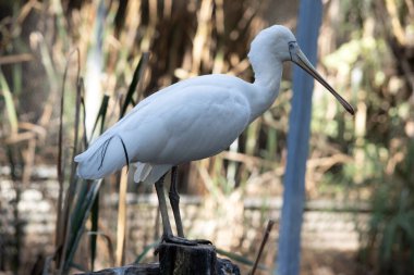 Sarı kaşık gagası, kaşığa benzeyen krema gagalı büyük beyaz bir deniz kuşudur. Sarı kaşık gagasının yüzünde açık mavi gözlü ince bir çizgi vardır.