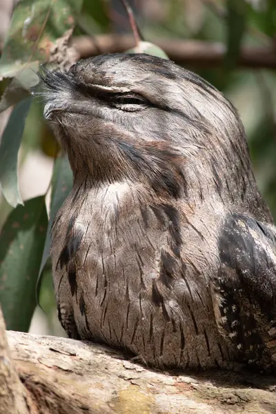 stock image the tawny-frogmouth has a mottled grey, white, black and rufous  the feather patterns help them mimic dead tree branches.