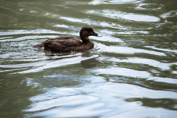 Stock image The Hardhead also White-eyed Duck has a brown body and white underside. It has a white eye and blue tip on its bill