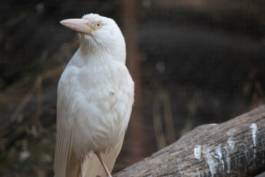 Albino kuzgunun pembe gagası ve beyaz tüyleri vardır.