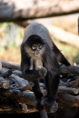 Siyah elli örümcek maymunun kanca gibi elleri ve kavrayışlı kuyruğu olan siyah ya da kahverengi kürkü vardır..