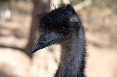Emus 'lar koyu kahverengiden gri-kahverengi ve siyah uçlu ilkel tüylerle kaplıdır. Emu 'nun boynu mavimsi siyah ve tüysüz..