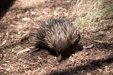 the short nosed echidna has strong-clawed feet and spines on the upper part of a brownish body. The snout is narrow and the mouth is small, with a tongue that is long and sticky clipart