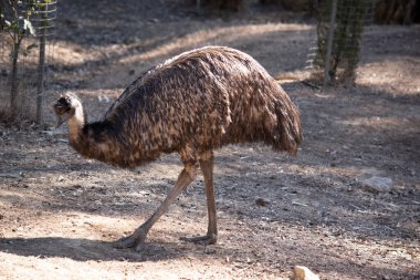 Emus 'lar koyu kahverengiden gri-kahverengi ve siyah uçlu ilkel tüylerle kaplıdır. Emu 'nun boynu mavimsi siyah ve tüysüz..