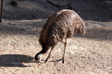 Emus 'lar koyu kahverengiden gri-kahverengi ve siyah uçlu ilkel tüylerle kaplıdır. Emu 'nun boynu mavimsi siyah ve tüysüz..