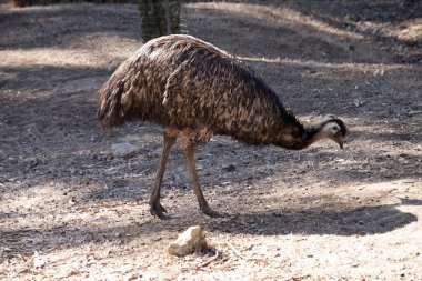Emus 'lar koyu kahverengiden gri-kahverengi ve siyah uçlu ilkel tüylerle kaplıdır. Emu 'nun boynu mavimsi siyah ve tüysüz..
