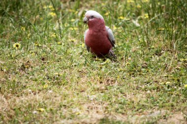 Galah 'ın soluk gri bir sırtı, soluk gri bir poposu, pembe bir yüzü ve göğsü ve açık pembe gezici bir arması vardır..