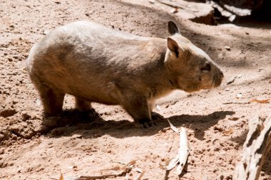 Kıllı burunlu wombat 'ın daha yumuşak kürkü, daha uzun ve sivri kulakları ve ince bıyıklarla fırfırlanmış daha geniş bir ağızlık ve daha yaygın wombatlar vardır. Genellikle gececidirler ama kış sabahları ve öğleden sonraları güneşlenirler.