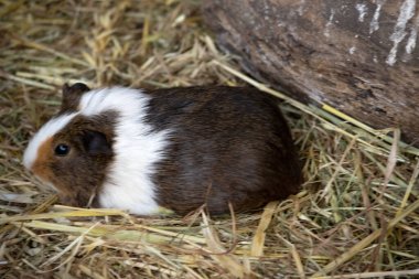 Gine domuzları küçük, şişman, kısa kulaklı, neredeyse kuyruksuz, evcil kemirgenlerdir..