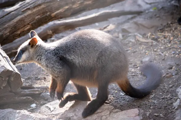 stock image The southern Brush-tailed Rock-wallaby has a characteristic, long, dark tail that is bushier towards the tip.