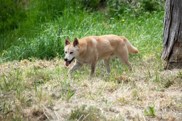 stock image Dingos have a long muzzle, erect ears and strong claws. They usually have a ginger coat and most have white markings on their feet, tail tip and chest.