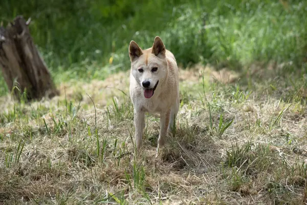 stock image Dingos have a long muzzle, erect ears and strong claws. They usually have a ginger coat and most have white markings on their feet, tail tip and chest.