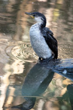 Küçük Pied Cormorant, siyah kanatlı ve siyah kuyruklu orta büyüklükte bir kuştur. Beyaz bir yüzü ve göğsü var..