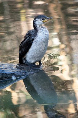 Pied Cormorant, siyah kanatlı ve siyah kuyruklu orta büyüklükte bir kuştur. Beyaz bir yüzü ve göğsü var..