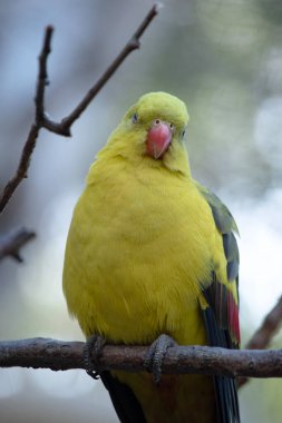 Dişi naip papağan açık yeşil renktedir. Sarı omuz bantları ve kanatların ortasından geçen kırmızı dar bir bant var. 