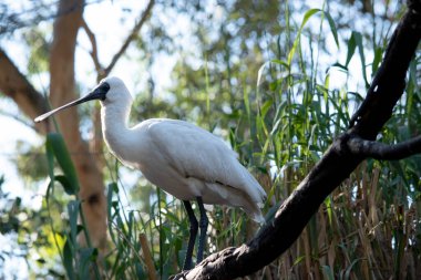 Kraliyet kaşığı kaşığa benzeyen siyah gagalı büyük beyaz bir deniz kuşudur.. 