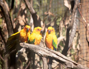Üç güneş papağanı bir dalda oturuyor.