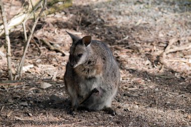 Tammar valabisi bronz kolları, beyaz yanak çizgileri ve uzun kuyruğu olan küçük gri bir valabidir.