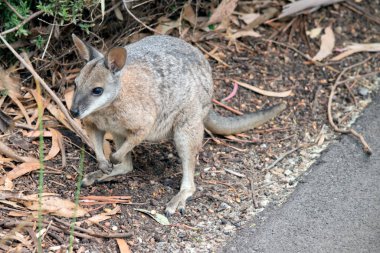 Tammar valabisi beyaz çene çizgileri olan ve çoğunlukla bronz omuzları olan küçük bir valabidir.