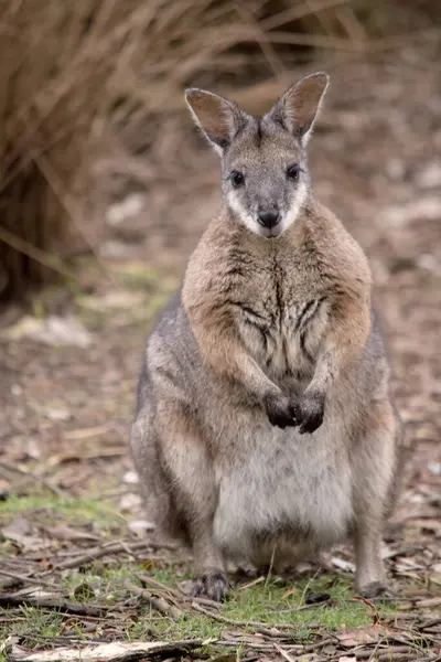 stock image the tammar wallaby  has dark greyish upperparts with a paler underside and rufous-coloured sides and limbs. The tammar wallaby has white stripes on its face.