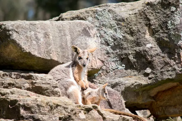 stock image the yellow footed rock wallaby has her joey by her side