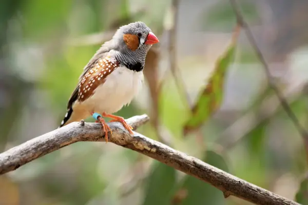 Stock image the male zebra finch has a grey body with a white under belly with a black and white tail. It has orange cheeks and black stripe on its face