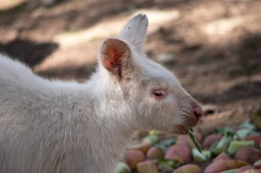 Albino valbi tamamen beyazdır. Pembe burnu ve kulakları vardır.