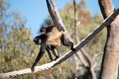 Siyah elli örümcek maymunun kanca gibi elleri ve kavrayıcı kuyruğu olan kahverengi kürkü yok..