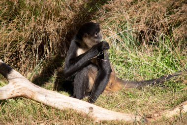 Siyah elli örümcek maymunun kanca gibi elleri ve kavrayıcı kuyruğu olan kahverengi kürkü yok..