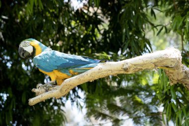 Mavi ve altın makav 'ın arka ve üst kuyruk tüyleri mavi ve altın makav' dır; kuyruğun alt kısmı zeytin sarısıdır..