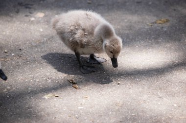 Cygnet gri ve siyah gagalı.