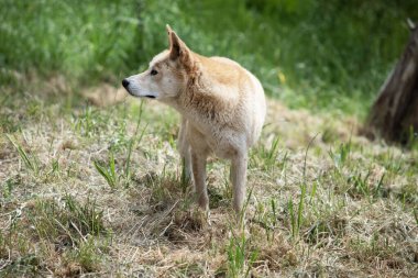 Dingoların uzun bir ağızlıkları, dik kulakları ve güçlü pençeleri vardır. Genellikle zencefilli bir ceketleri olur ve çoğunun ayaklarında, kuyruğunda ve göğsünde beyaz işaretler vardır..