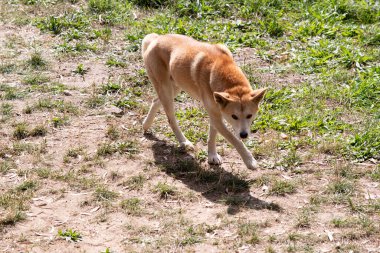 Dingolar köpek gibi kurttur. Uzun bir ağızlıkları, dik kulakları ve güçlü pençeleri vardır. Genellikle zencefilli bir ceketleri olur ve çoğunun ayaklarında, kuyruğunda ve göğsünde beyaz işaretler vardır..