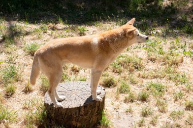 Dingoların genellikle zencefilli bir paltosu olur ve çoğunun ayaklarında, kuyruğunda ve göğsünde beyaz işaretler vardır..